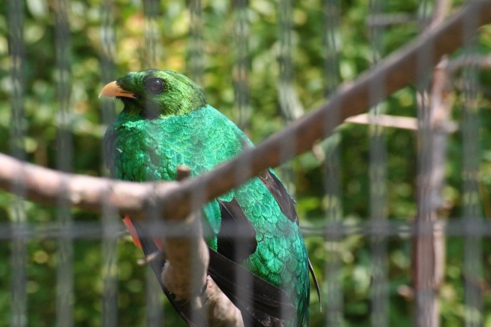 Die Arznei Pharomachrus pavoninus auriceps (Goldkopfquetzal)